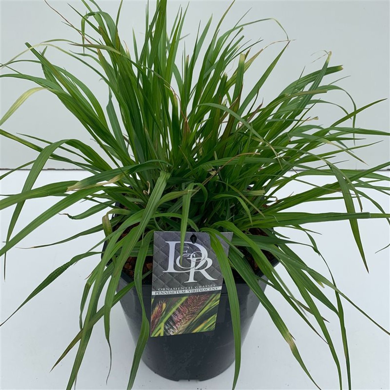 Pennisetum alopecuroides viridesc. - C5